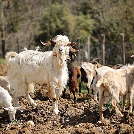 Casa Agricola Scorziello Villa Serre  Dış mekan fotoğraf