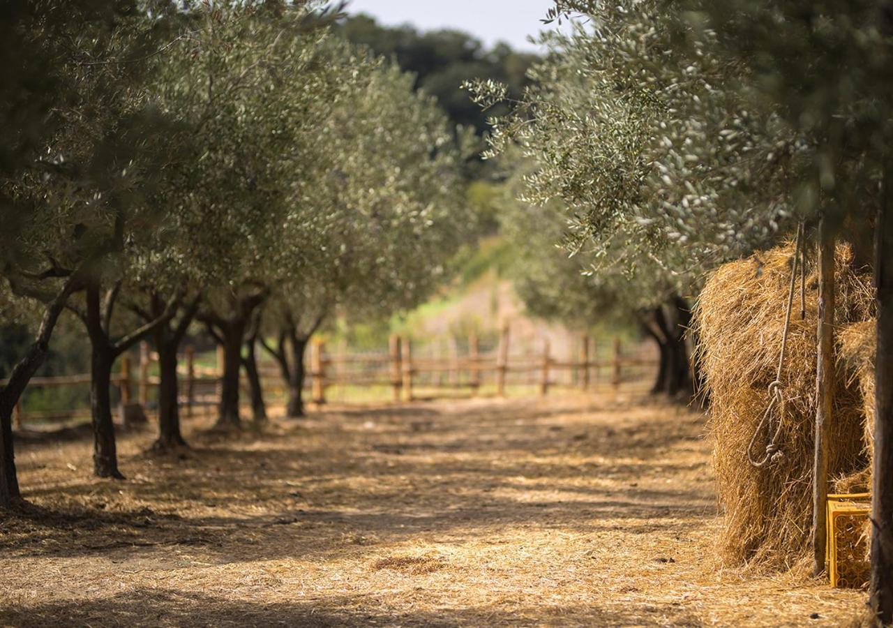 Casa Agricola Scorziello Villa Serre  Dış mekan fotoğraf