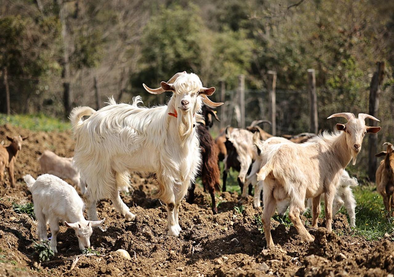 Casa Agricola Scorziello Villa Serre  Dış mekan fotoğraf