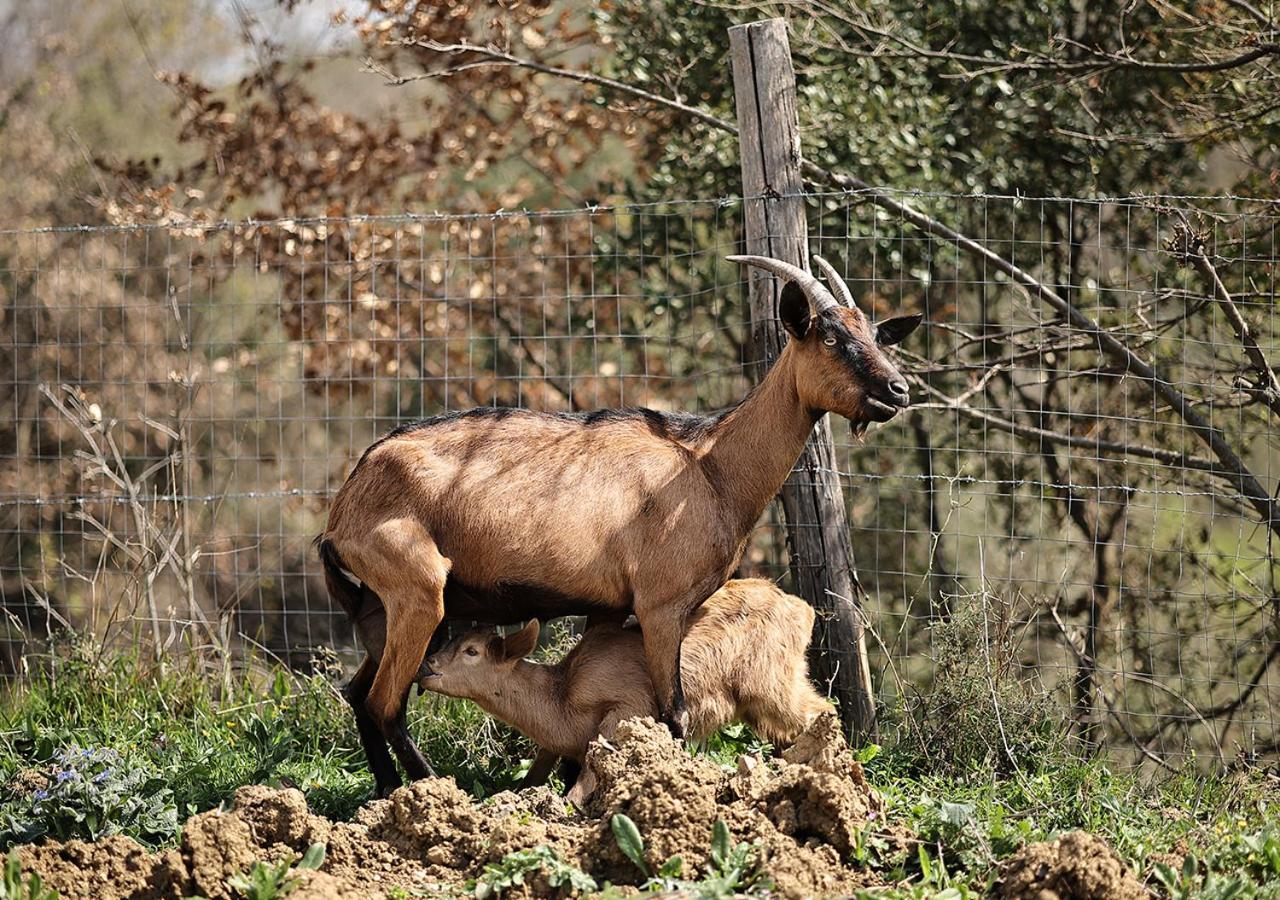 Casa Agricola Scorziello Villa Serre  Dış mekan fotoğraf